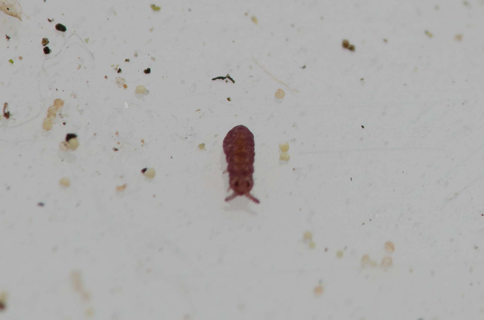 Brachystomella parvula (Schäffer, 1896)
