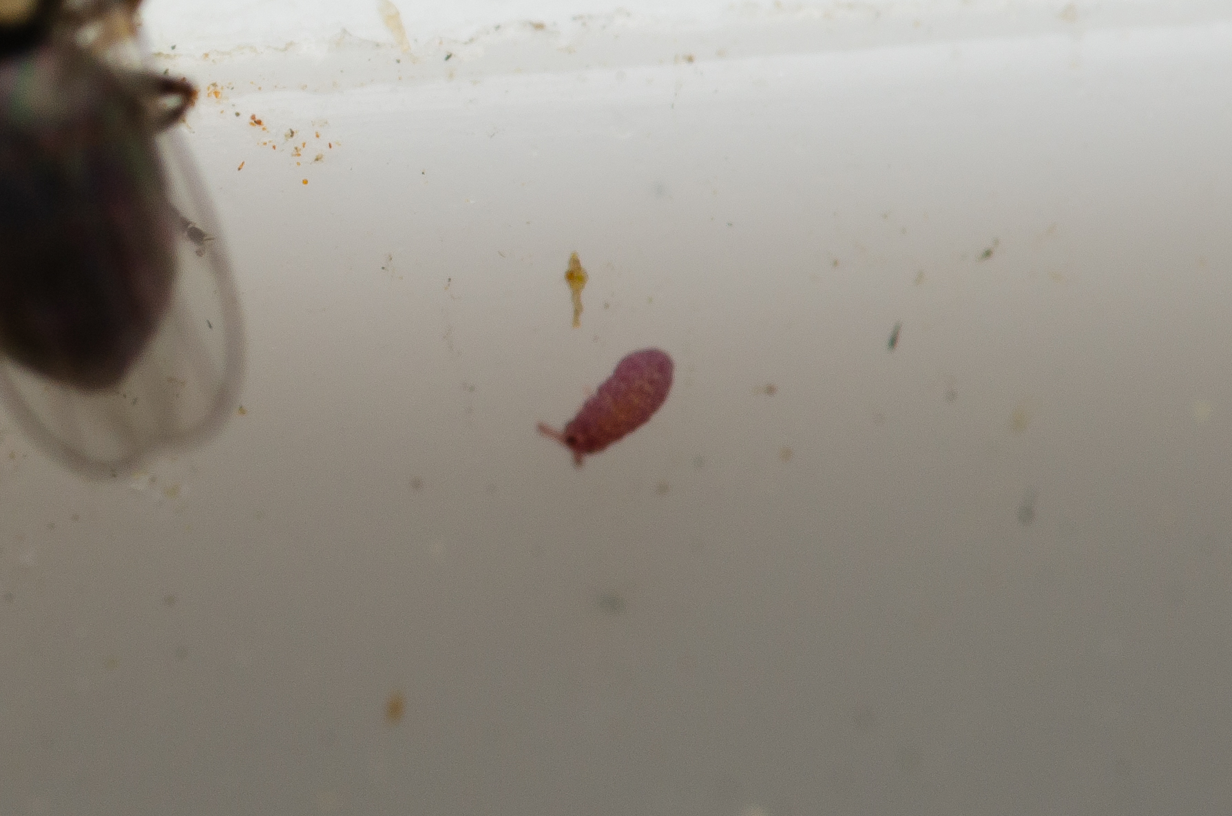 Brachystomella parvula (Schäffer, 1896)
