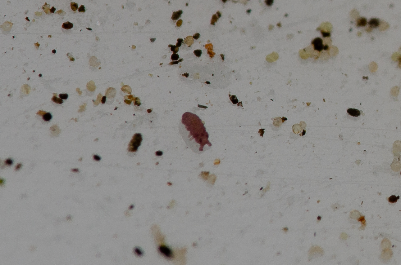 Brachystomella parvula (Schäffer, 1896)