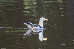 Larus fuscus fuscus