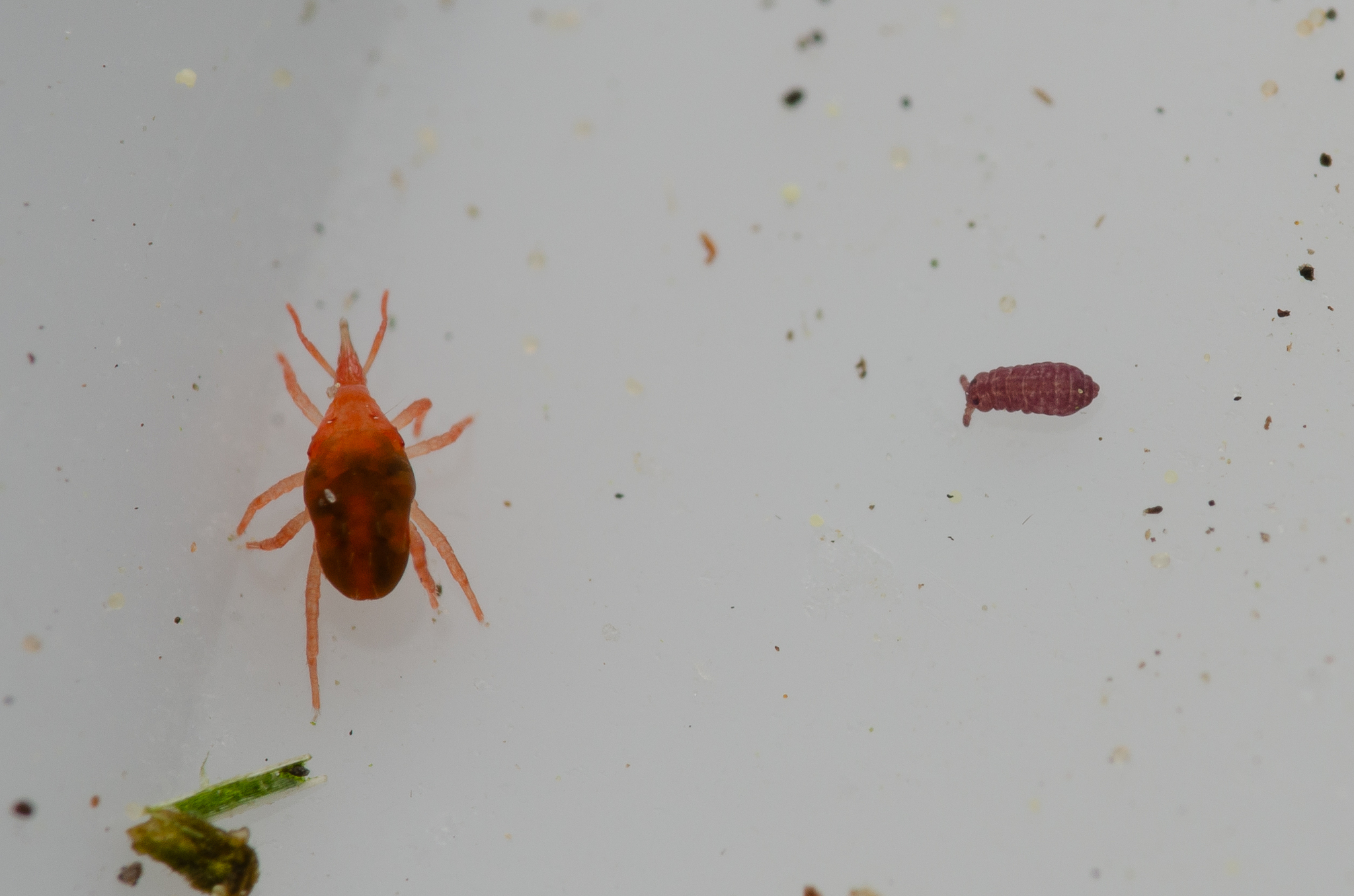 Brachystomella parvula (Schäffer, 1896)