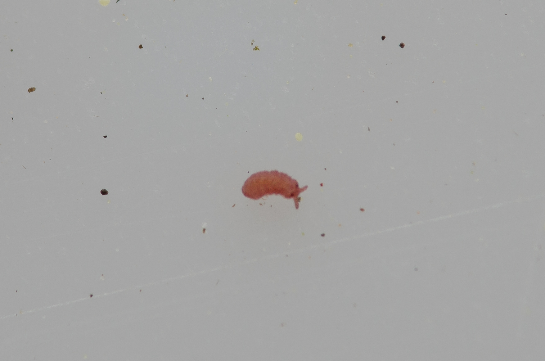 Brachystomella parvula (Schäffer, 1896)