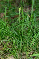 Pterostylis atrans