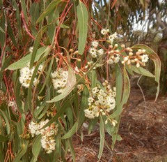Eucalyptus fasciculosa