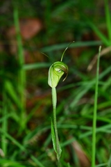 Pterostylis atrans
