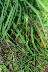 Pterostylis atrans