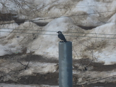 Corvus monedula