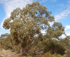 Eucalyptus fasciculosa