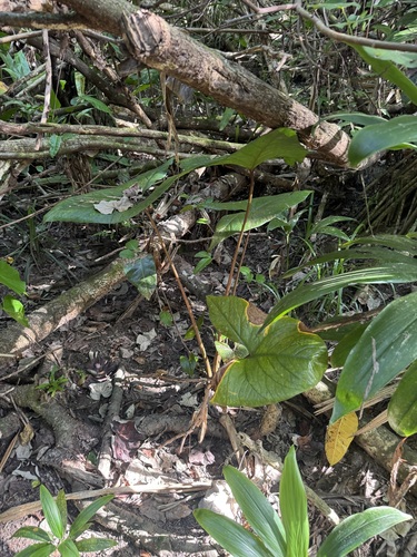 Cyrtosperma merkusii observed 2026-04-12