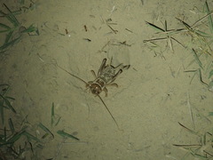Tarbinskiellus portentosus