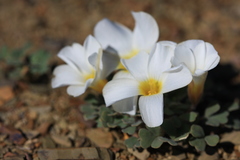 Oxalis annae