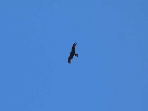 Black Kite