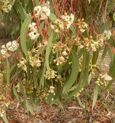 Eucalyptus fasciculosa