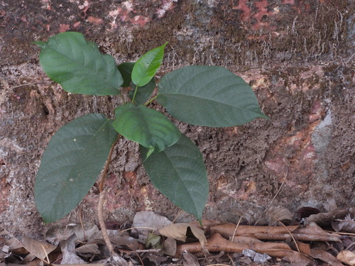 Sterculia guttata observed 2026-04-27