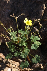 Oxalis haedulipes