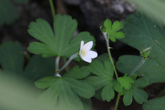 Geranium neglectum