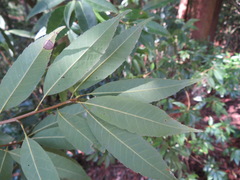 Quercus myrsinifolia