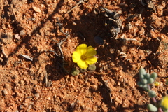 Oxalis bullulata