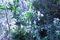 Struthiola myrsinites