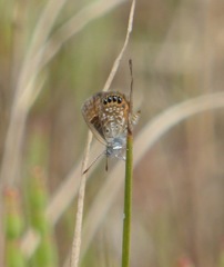 Brephidium pseudofea