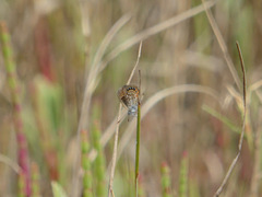 Brephidium pseudofea