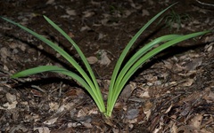 Hymenocallis occidentalis