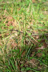 Pterostylis atrans