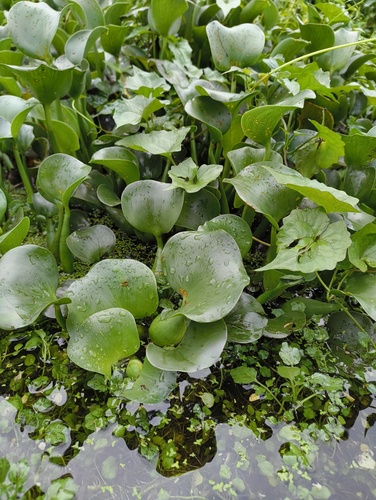common water hyacinth