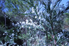 Struthiola myrsinites