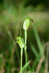 Pterostylis atrans