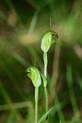 Pterostylis atrans