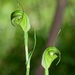 Pterostylis atrans - Photo (c) Michael Keogh, some rights reserved (CC BY-NC-SA), uploaded by Michael Keogh