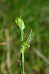Pterostylis atrans