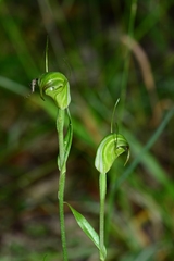 Pterostylis atrans