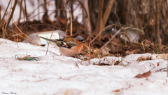 Fringilla coelebs