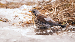 Turdus pilaris