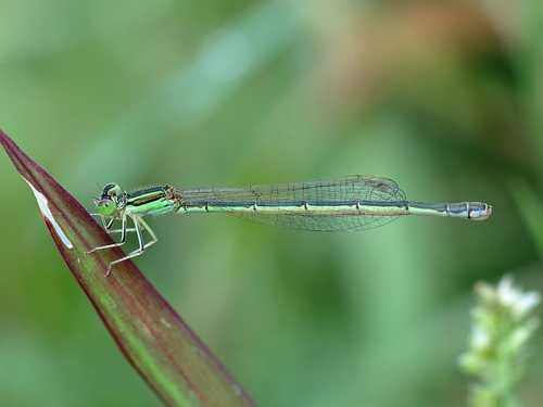 Aurora Bluetail photo 2
