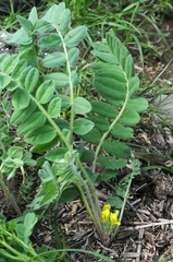Astragalus anisomerus