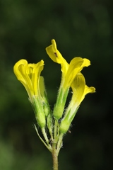 Astragalus anisomerus