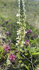 Salvia austriaca, photograph (c) Conrad Altmann, some rights reserved (CC BY)