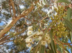 Eucalyptus fasciculosa