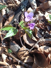 Cardamine glanduligera
