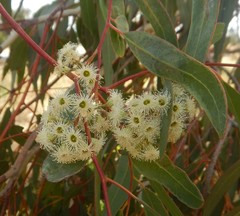 Eucalyptus fasciculosa