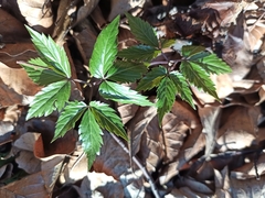 Cardamine glanduligera