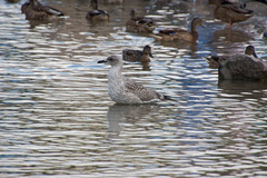 Larus fuscus