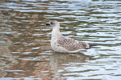 Larus fuscus