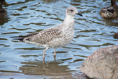 Larus fuscus