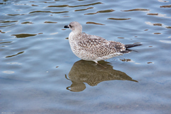 Larus fuscus