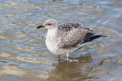 Larus fuscus