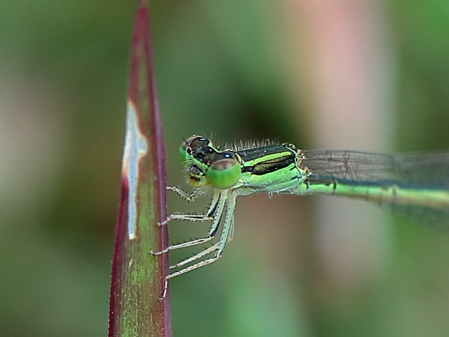 Aurora Bluetail